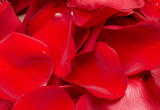 Rose ( petales)
